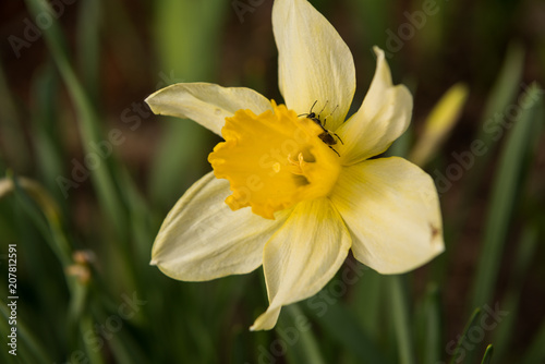 Fototapeta Naklejka Na Ścianę i Meble -  daffodils flowers in the garden in the spring