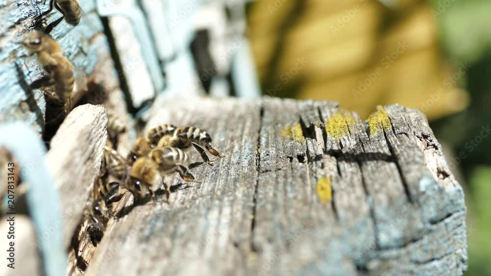 The bees are in the apiary. Honey comb. The beekeeper inspects the frames with honeycombs. Honey out of hives on the apiary. The bees are in the apiary. Honey comb. The beekeeper inspects the frames with honeycombs. Honey out of hives on the apiary.