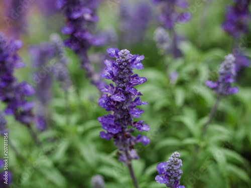 Salvia Flowers