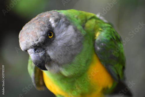 Portrait of a Brown Headed Parrot in South Africa