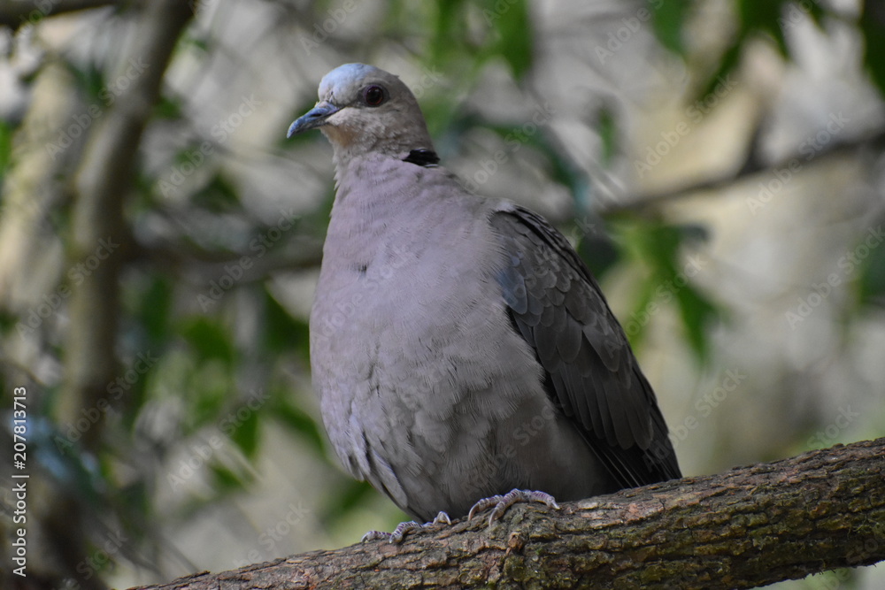 Closeup of a grey Barbary Dove sitting on a tree branch in a park in South Africa Closeup of a grey Barbary Dove sitting on a tree branch in a park in South Africa