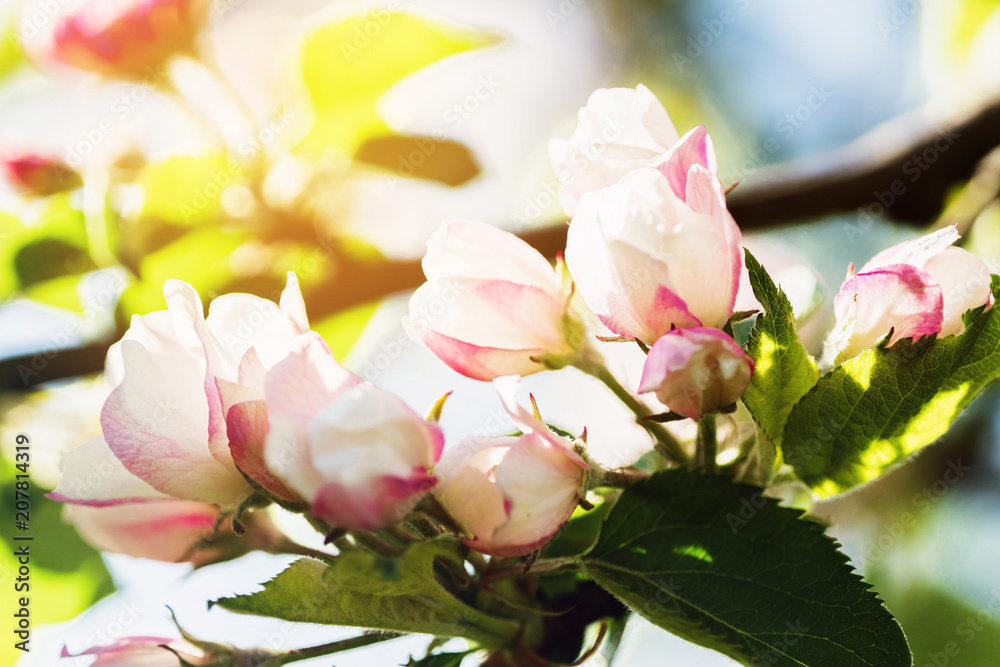 Obraz premium Spring apple tree blossom background. Beautiful flowering springtime border with copy space. Abstract blurred nature background. Spring flowers macro. Blooming tree on sunny day.