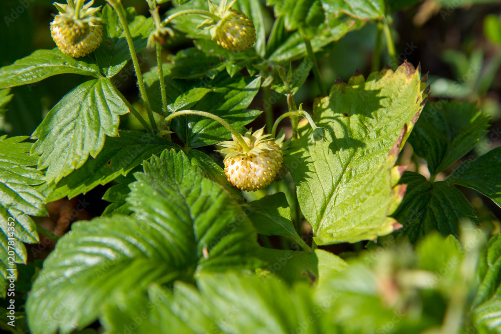 Wild strawberries (Fragaria vesca), fruiting plant in a garden Wild strawberries (Fragaria vesca), fruiting plant in a garden