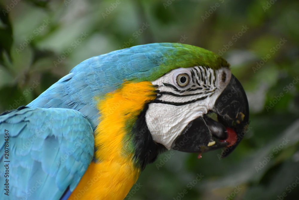 Closeup of a colorful beautiful Blue and Gold Macaw in South Africa