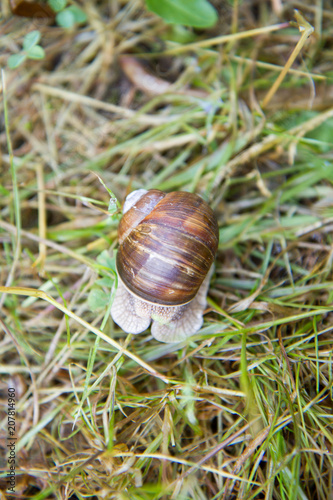 Snail sealed in its shell 
