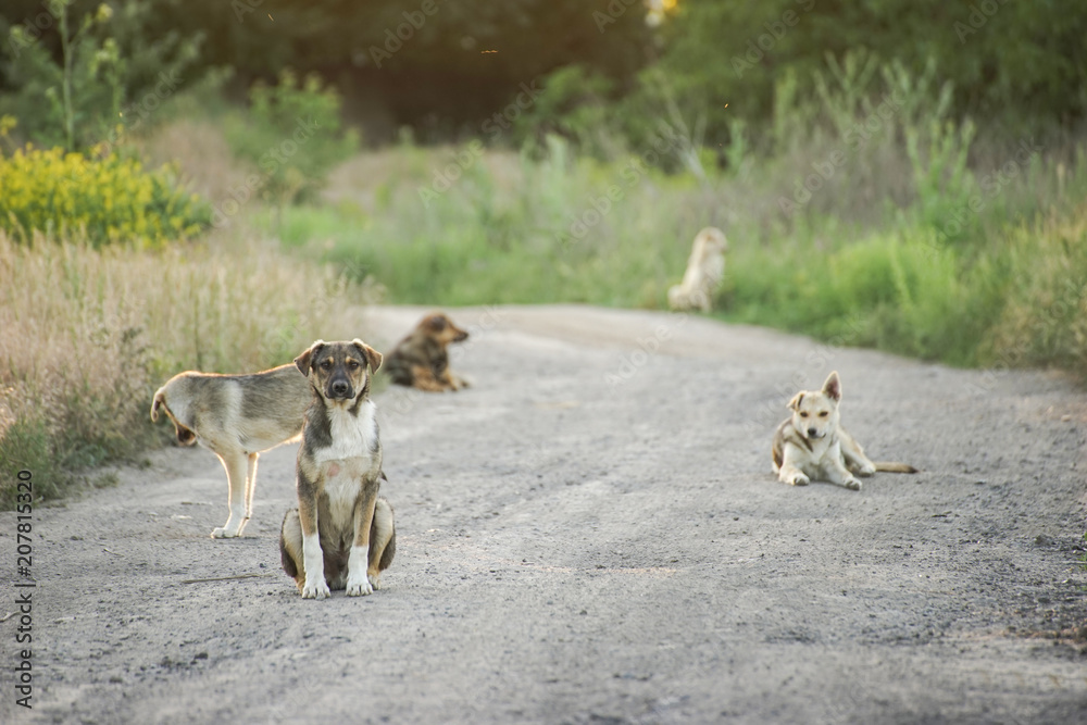 Naklejka premium stray dogs on the road