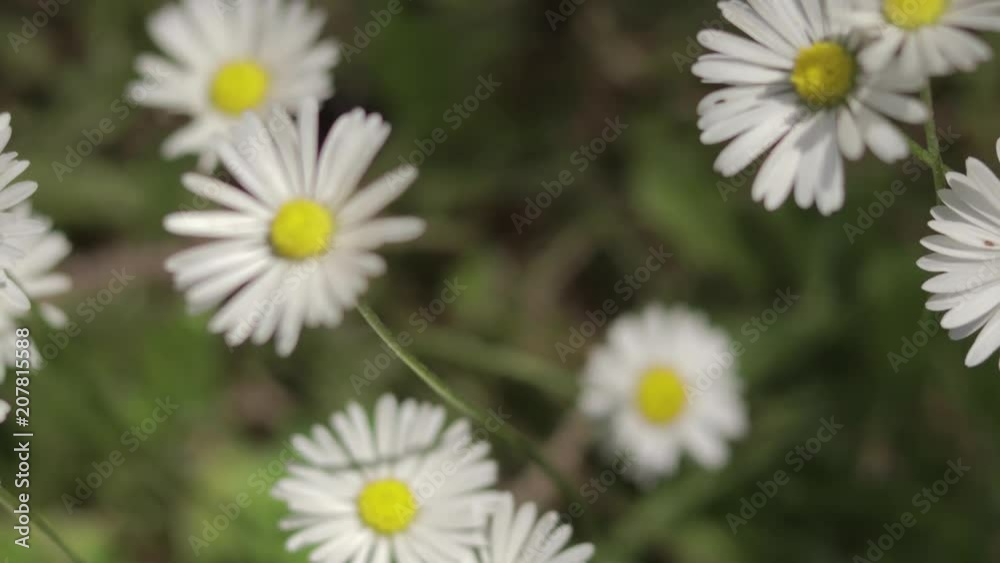 Beautiful floral nature background. Fresh wild daisy flowers growing in summer outside Beautiful floral nature background. Fresh wild daisy flowers growing in summer outside