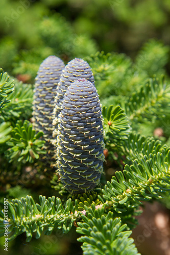 Fir tree (Abies koreana) with fresh cones