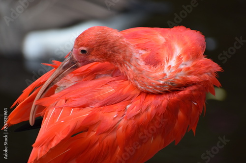 Closeup of a colorful red Scarlet Ibis in South Africa