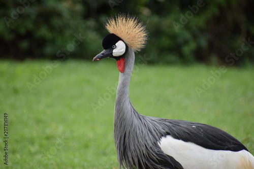 Closeup of a big colorful African Crowned Crane in South Africa
