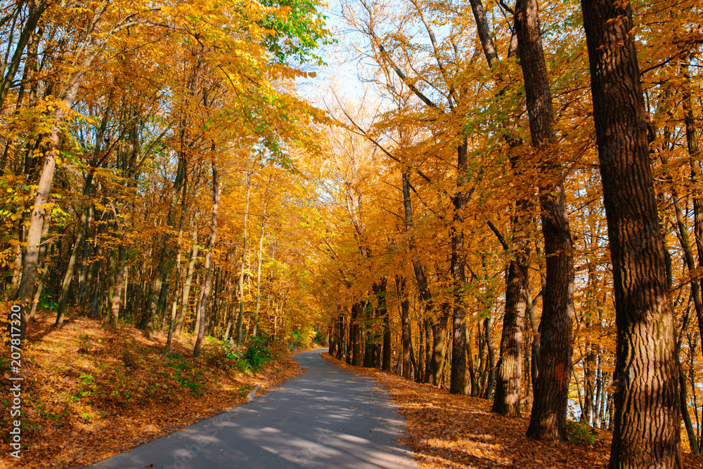 Bright and scenic landscape of new road across auttumn trees with fallen orange and yellow leaf