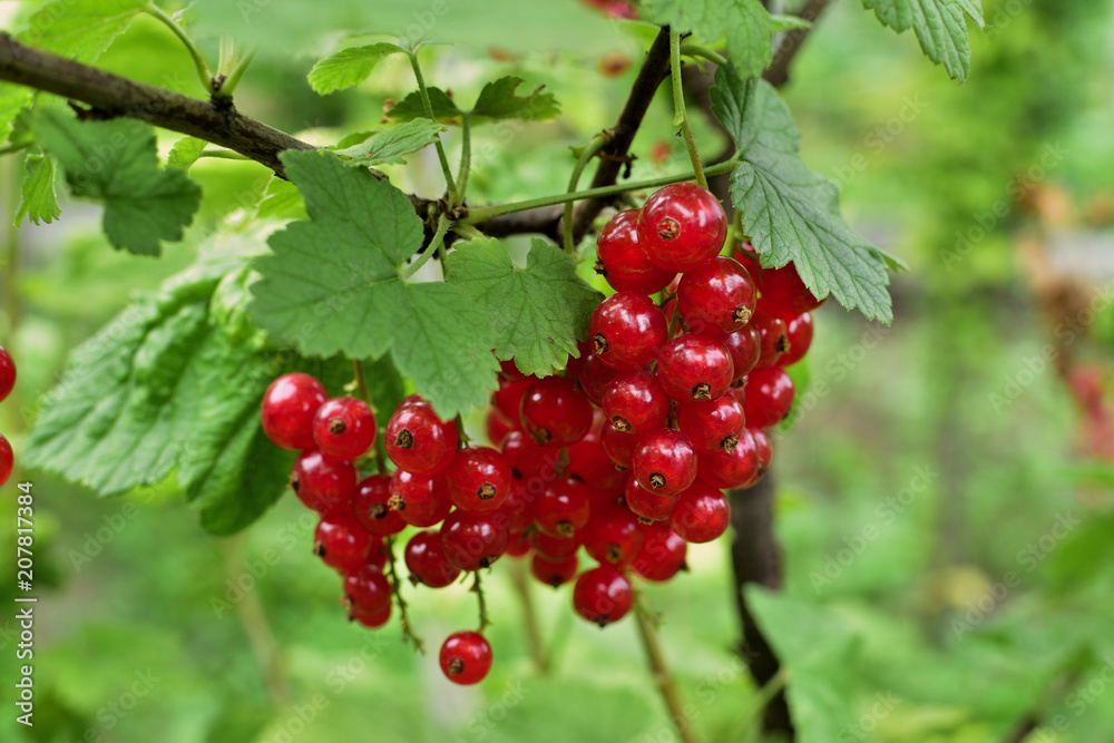 Closeup of ripe redcurrant on the branch. selective focus. Closeup of ripe redcurrant on the branch. selective focus.