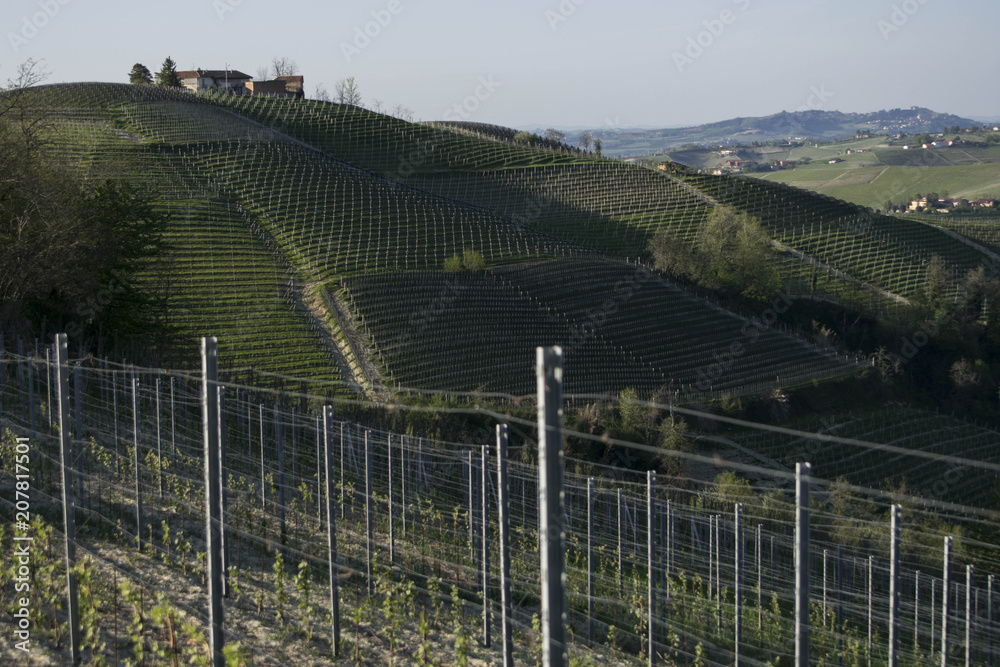 Barolo vineyards