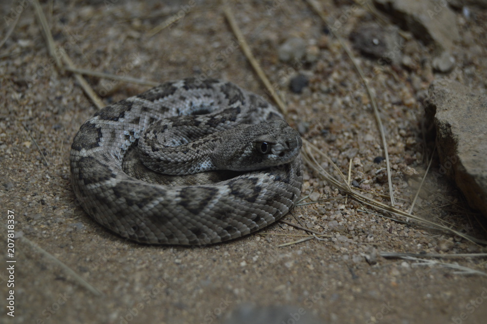 Obraz premium serpiente