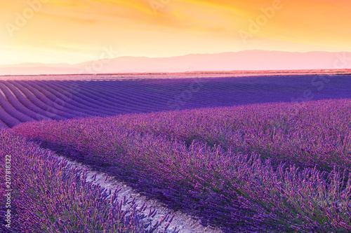 Violet  lavender bushes.Beautiful colors purple lavender fields near Valensole  Provence