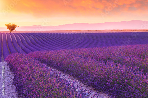 Violet  lavender bushes.Beautiful colors purple lavender fields near Valensole  Provence