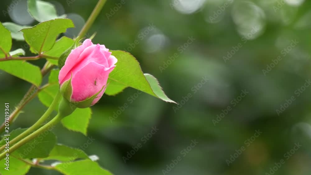 Pink rose in the morning dew with green background in a slight breeze Pink rose in the morning dew with green background in a slight breeze