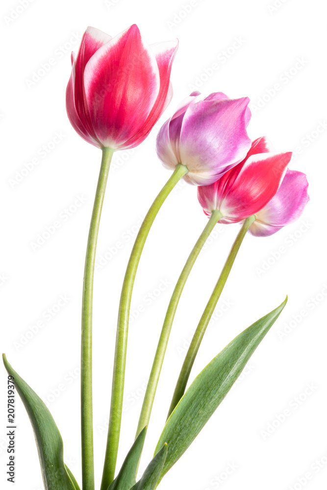 Fototapeta premium Lilac and pink spring flowers. Tulips isolated on white background