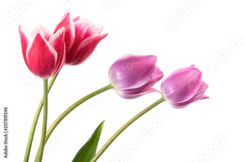 Fototapeta Naklejka Na Ścianę i Meble -  Lilac and pink spring flowers. Tulips isolated on white background