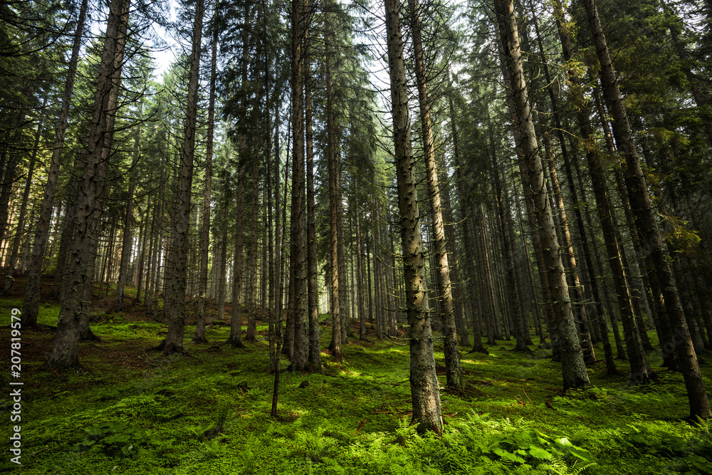 Magical Apline forest in Julian Alps, Slovenia Magical Apline forest in Julian Alps, Slovenia