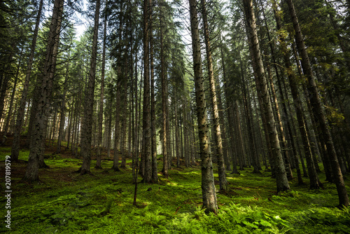 Magical Apline forest in Julian Alps  Slovenia