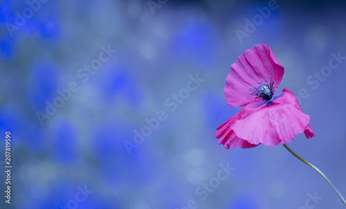 Fototapeta Naklejka Na Ścianę i Meble -  Blumen - Mohn (Papaver)