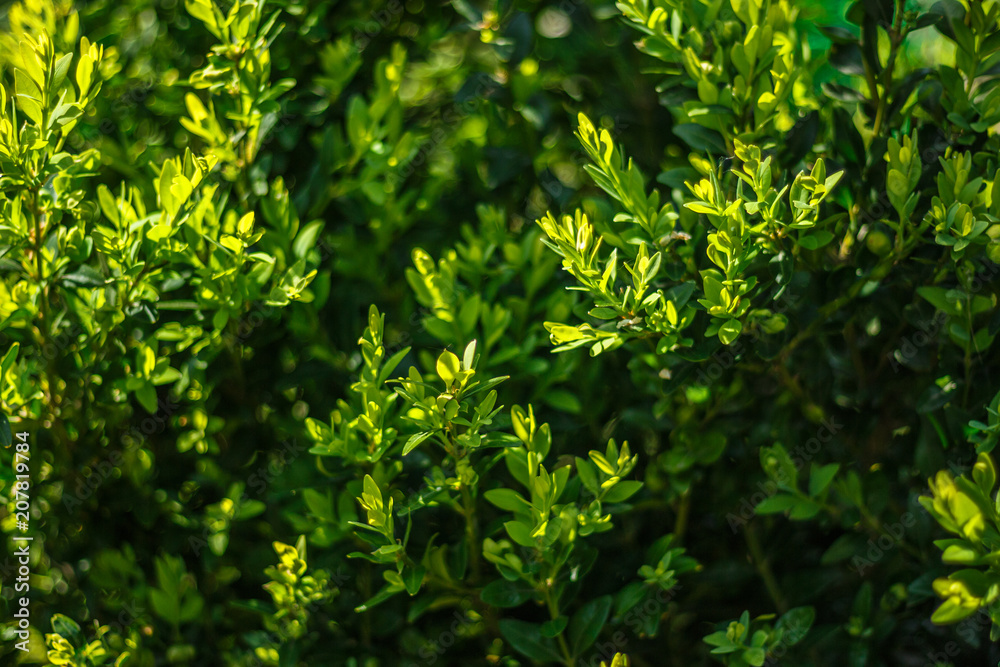 Beautiful boxwood bush in the garden. Shallow depth of field. Beautiful boxwood bush in the garden. Shallow depth of field.