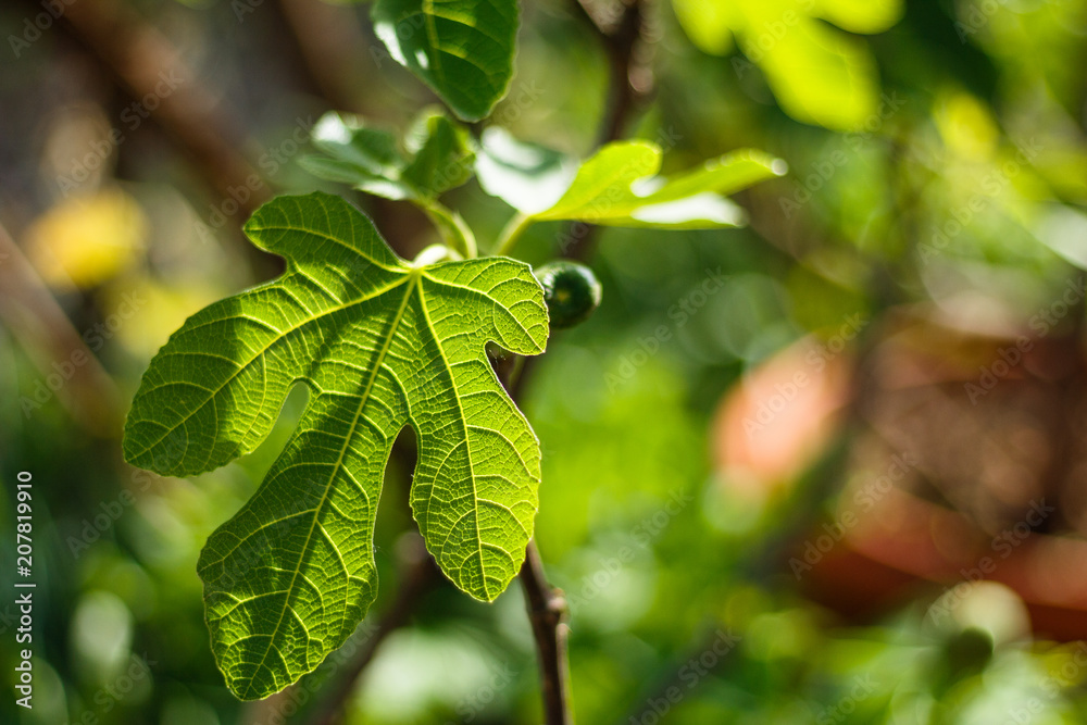 Obraz premium Green raw figs on the branch of a fig tree