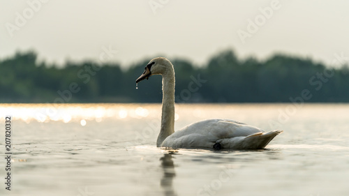 Schwan auf einem See  © DZiegler