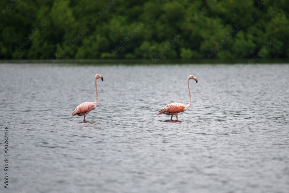 Bright Orange and White Plumage on a Pink Flamingo Standing Next to the Water's Edge (Phoenicopterus chilensis)