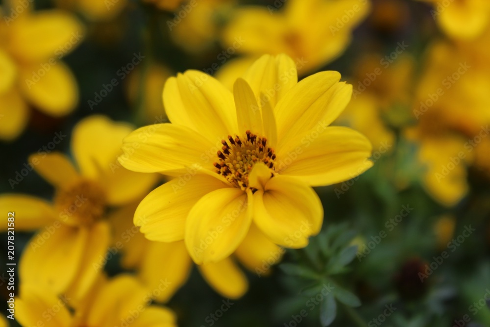 Gelb blühende Goldmarie (Bidens ferulifolia), Nahaufnahme mit selektivem Fokus Gelb blühende Goldmarie (Bidens ferulifolia), Nahaufnahme mit selektivem Fokus