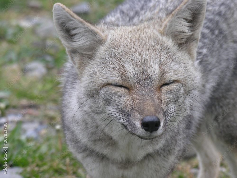 Mountain fox, Chile