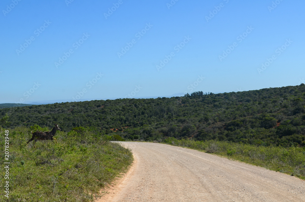 Kudu runs across the road in Addo park, South Africa