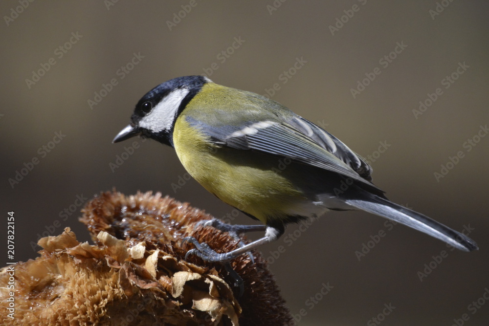 Obraz premium cinciallegra