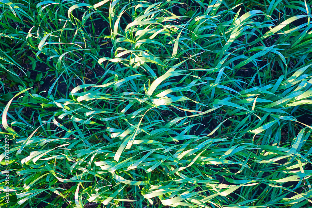 large grass background large grass background