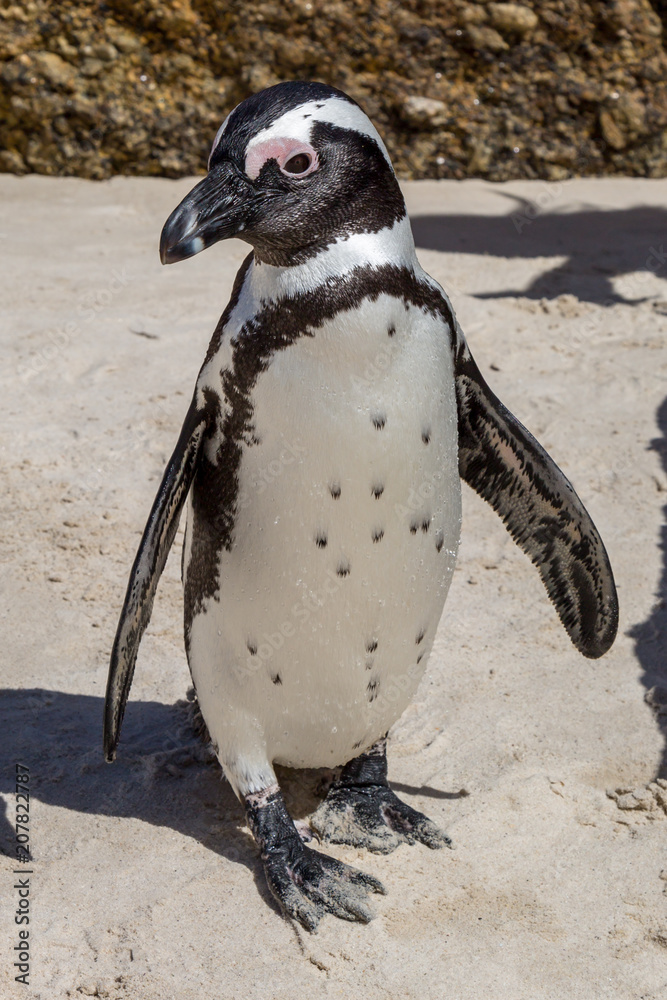 Fototapeta premium A Penguin at Boulders Beach, South Africa