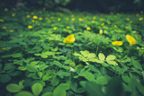 Green foliage natural background vintage style