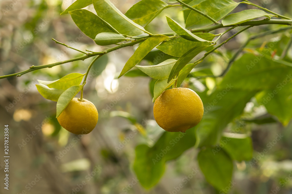 Lemon Fruits On the Tree