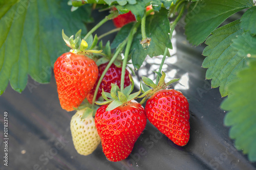 Ripe strawberries on a strawberry field.