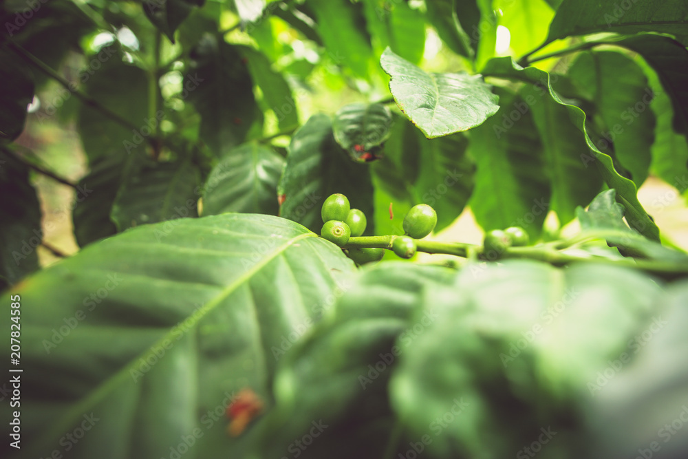 green coffee beans on plant, closeup detail photography