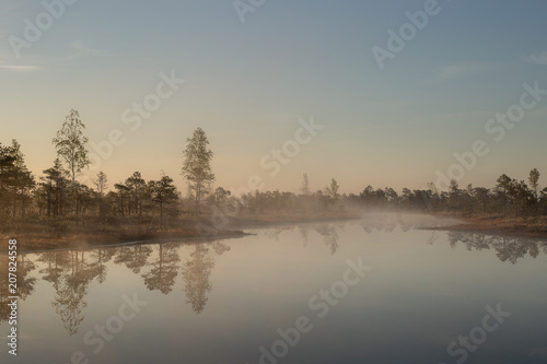 Sunrise at swamp with small pine trees covered in early morning.