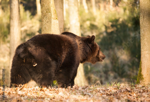 Eurasian brown bear walk in forest - Ursus arctos