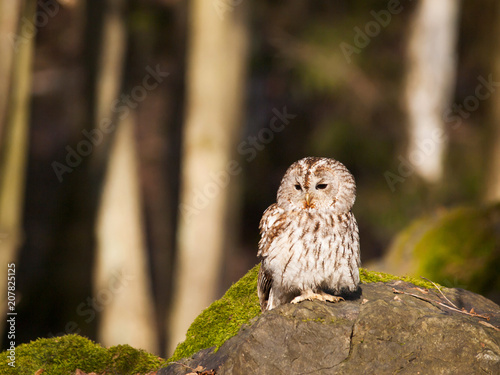 Strix aluco - tawny owl sitting on rock
