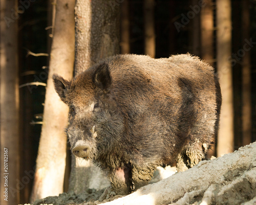 Sus scrofa scrofa - Wild boar in forest on morning sun photo