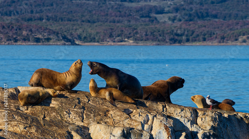 Sea lions in the Beagle Channel near Ushuaia, Tierra del Fuego, Argentina