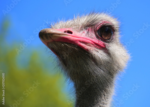 Close up of head of common ostrich (Struthio camelus) from the breed Zimbabwe Blue