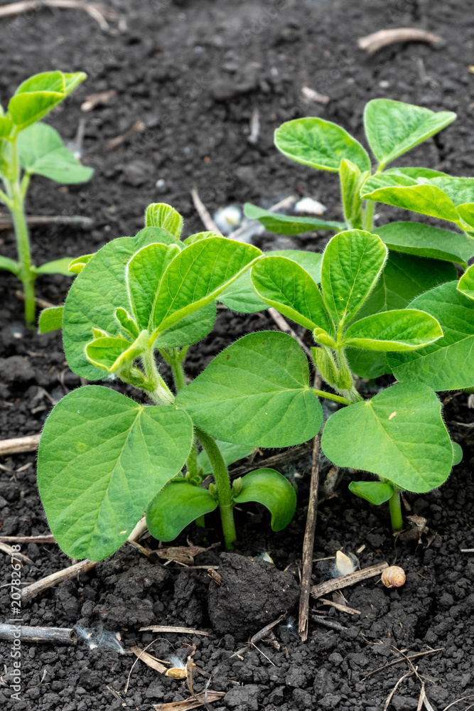 Soybean flowers on soy plant. Green growing flowering soybeans. Agricultural soy plantation background. Young soybean plants with tiny flowers on cultivated soybean field Soybean flowers on soy plant. Green growing flowering soybeans. Agricultural soy plantation background. Young soybean plants with tiny flowers on cultivated soybean field