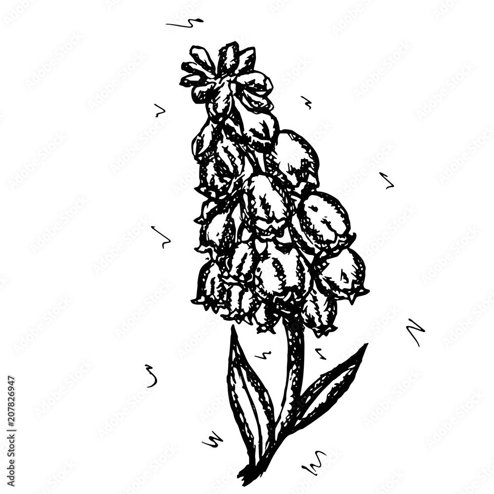 Naklejka premium Sketch vector graphics with floral pattern for design. Flower Muscari armeniacum natural design.