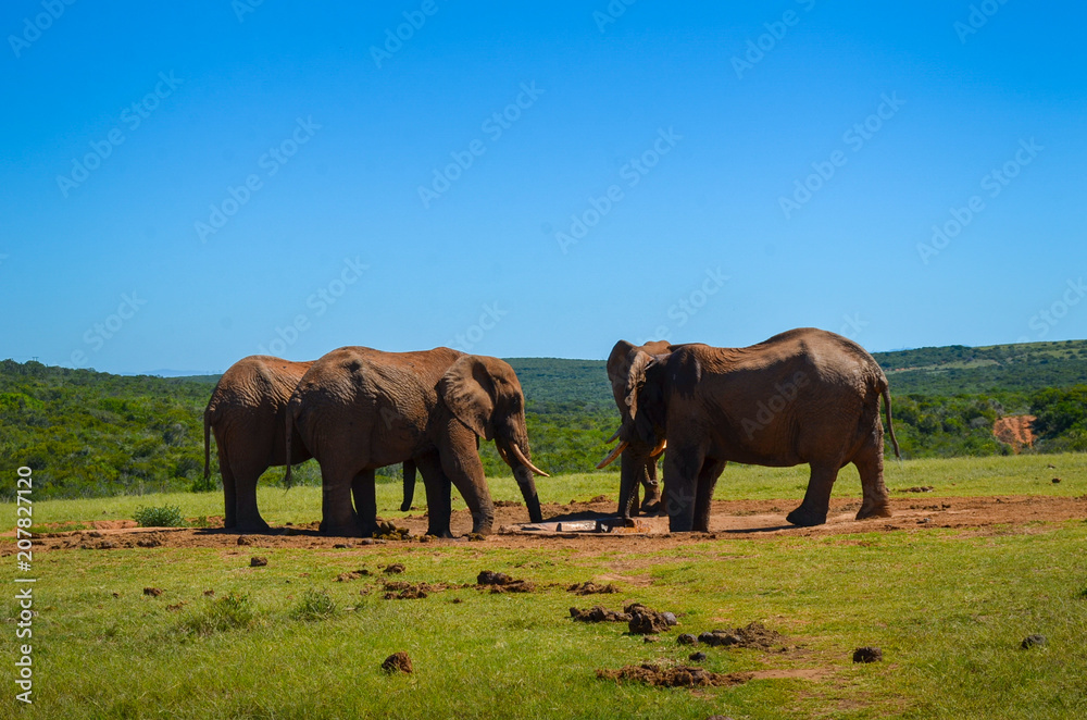 elephants drinking water in Addo park, South Africa elephants drinking water in Addo park, South Africa