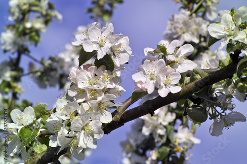Apfelbaumblüte (Malus domestica) im Frühling, Bayern, Deutschland
